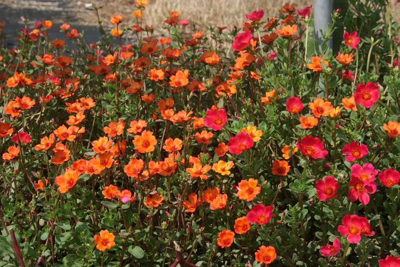 經文果園馬齒牡丹盛開美不勝收