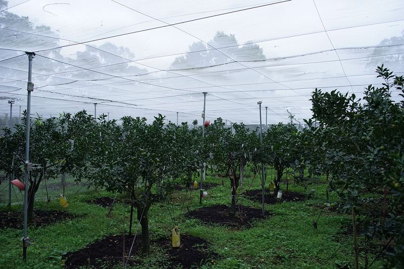 利用網室栽培可以減少東方果蠅為害