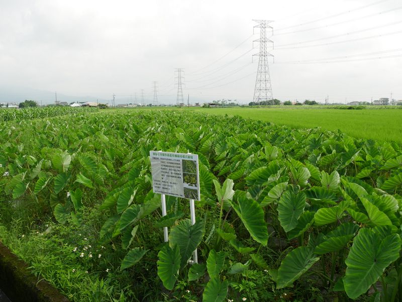 三星地區農民在農改場輔導下實施檳榔心芋與福山萵苣間作成效良好