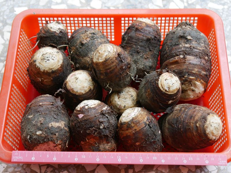 有機檳榔心芋市價行情看肖