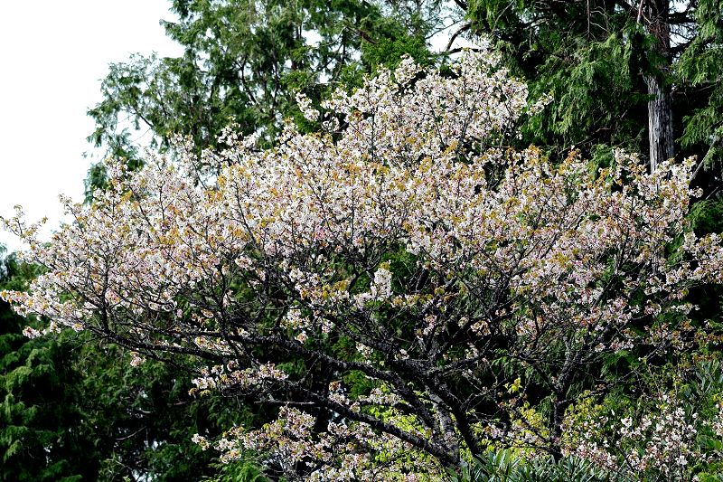 適合高海拔生長的太平山白櫻花