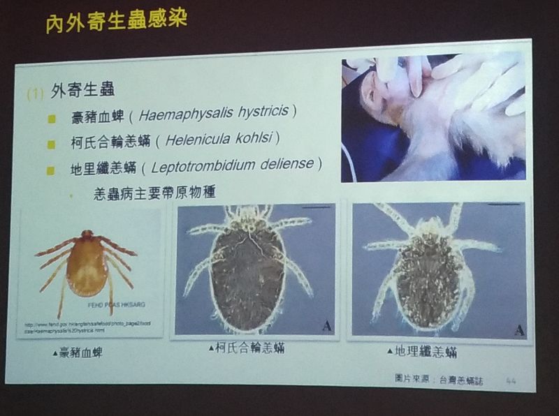 帶寵物登山容易感染寄生蟲