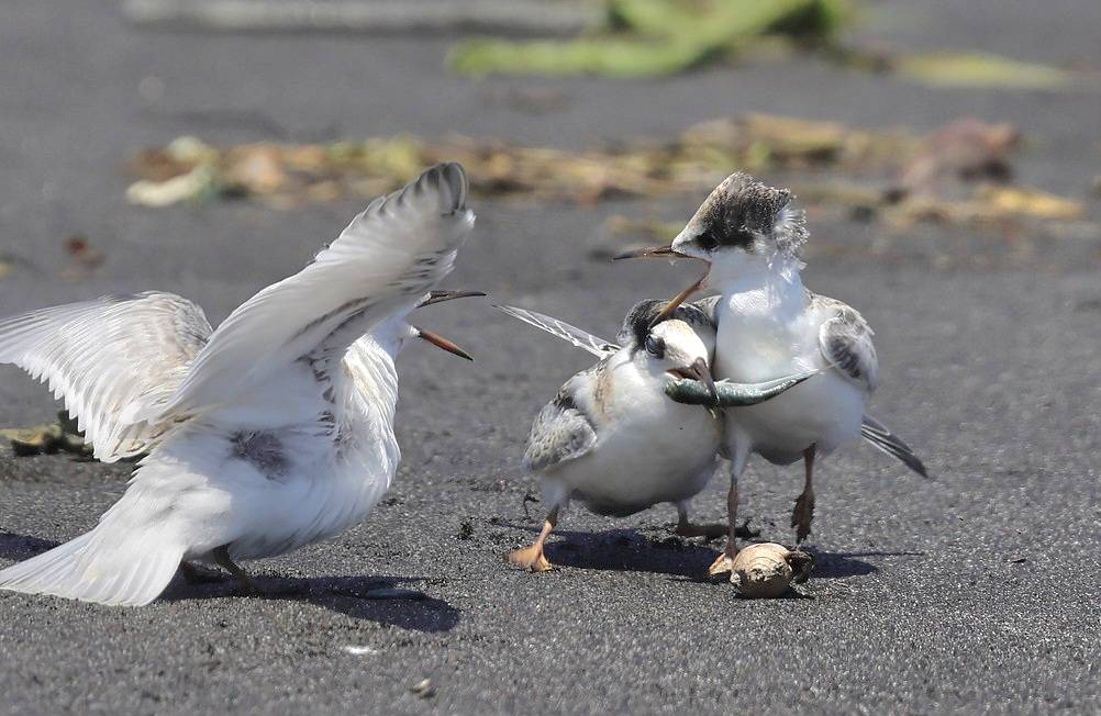 羅東林區管理處