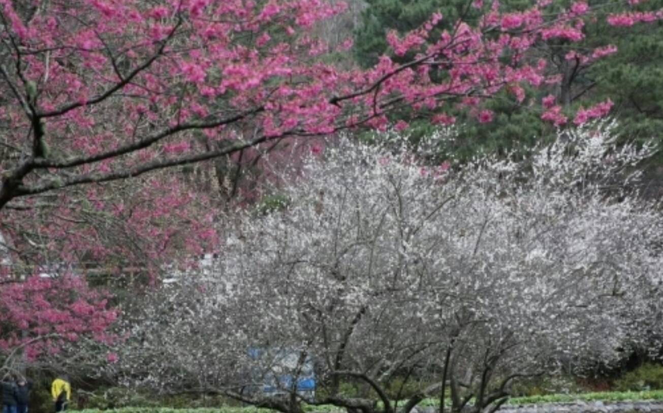 武陵農場櫻花之美讓遊客嚮往