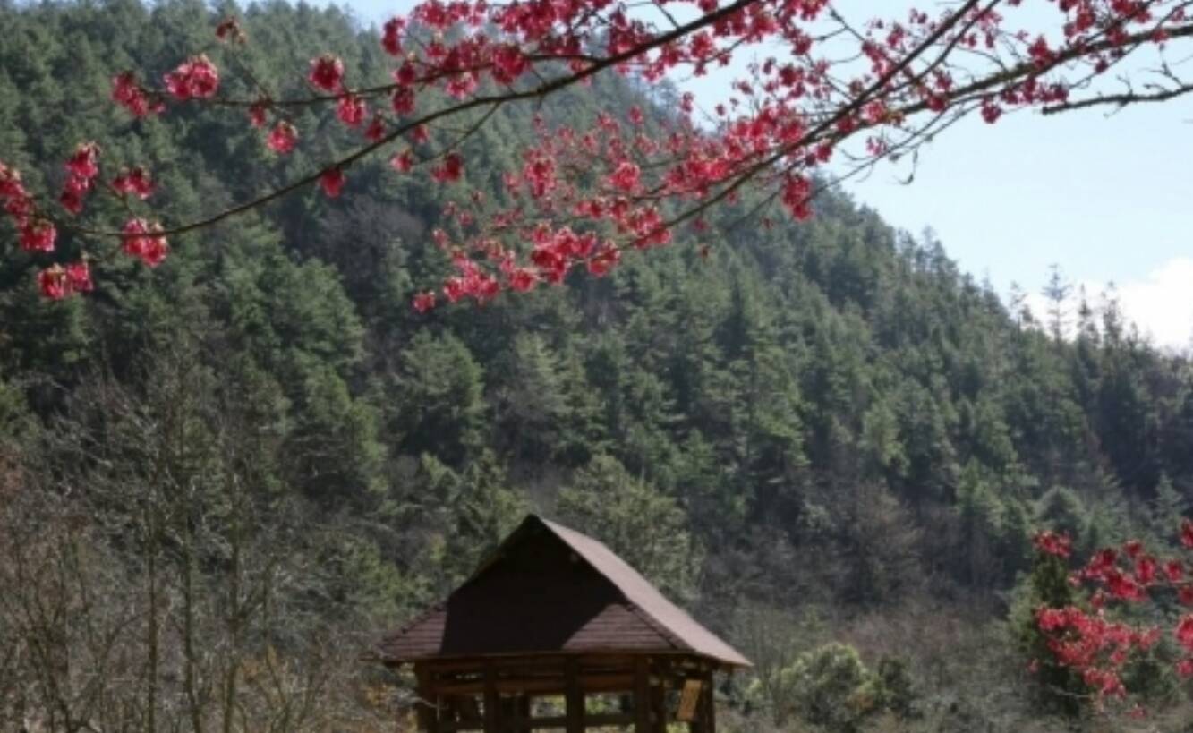 武陵農場櫻花之美讓遊客嚮往