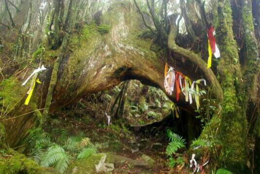登山客山區失溫 消防局與林務局人員前往救援