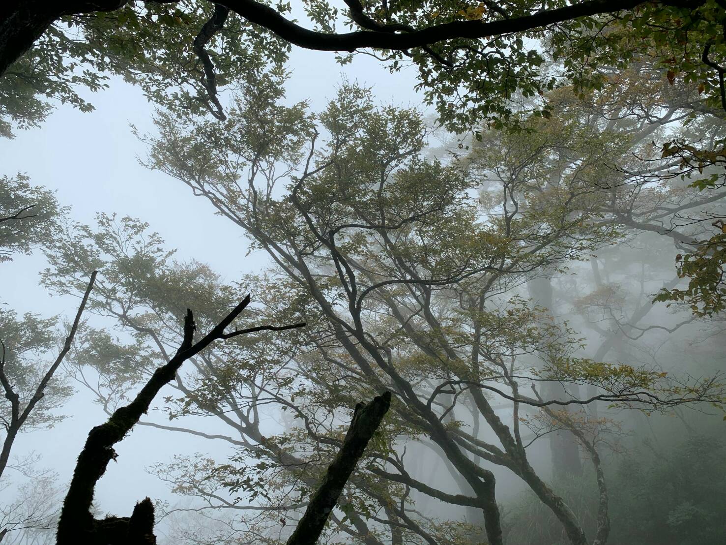 60歲女婦太平山山毛櫸步道摔傷 警消馳往救援
