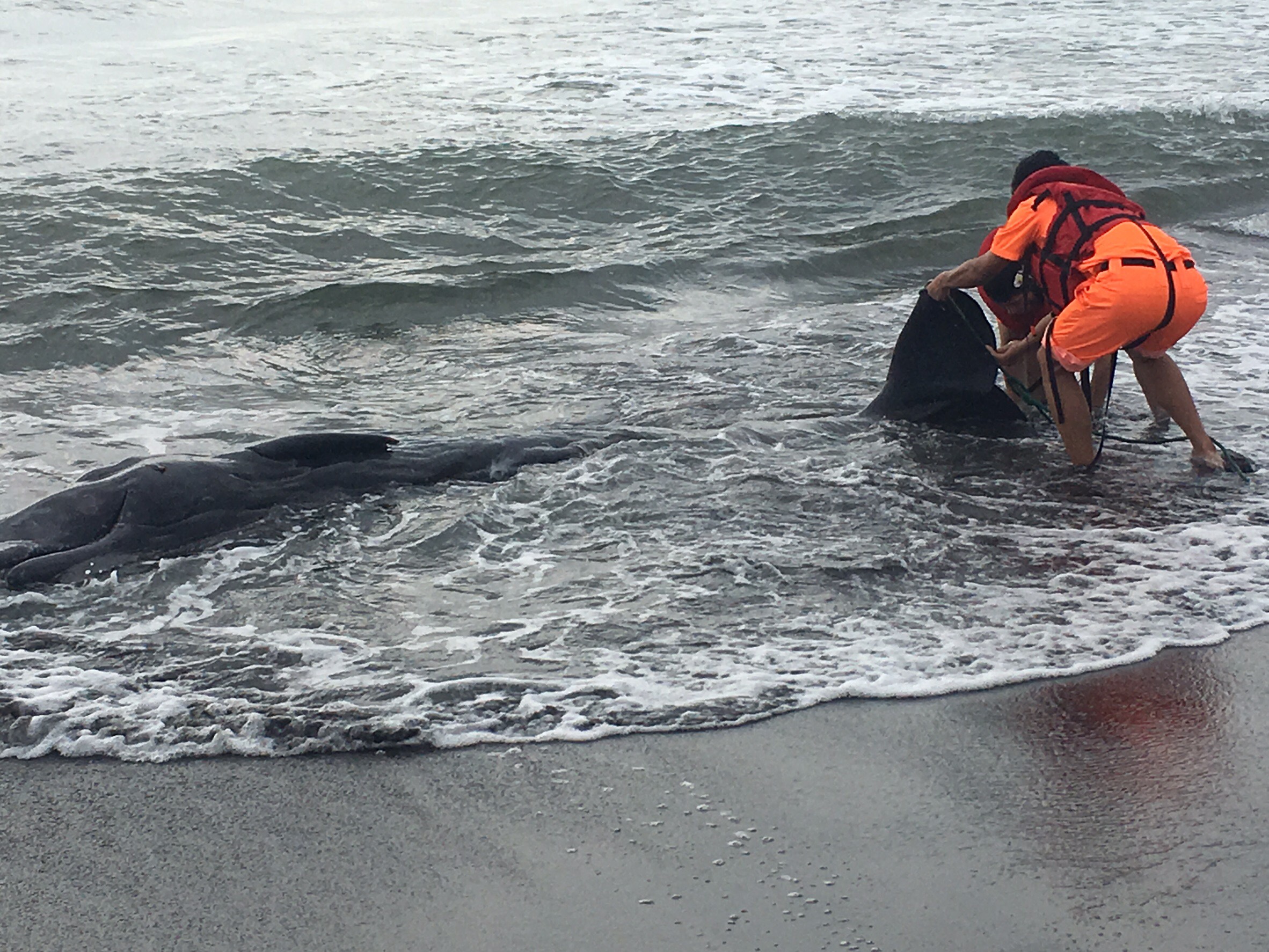 本年度最大體型死亡鯨豚 在壯圍海邊擱淺