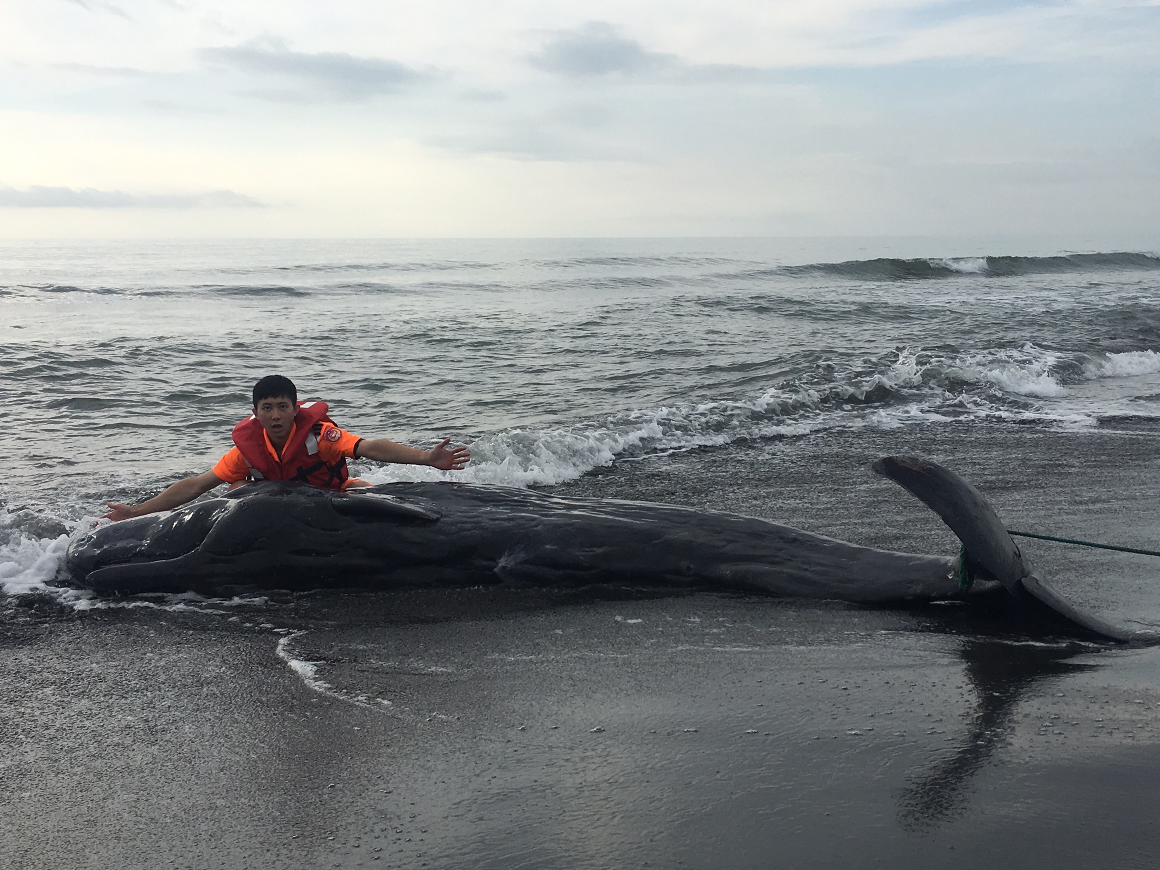 本年度最大體型死亡鯨豚 在壯圍海邊擱淺