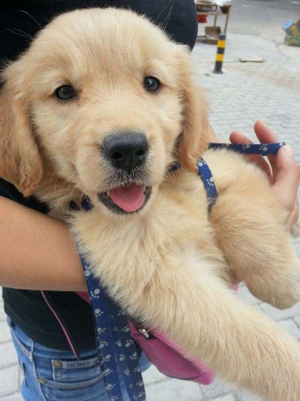 犬貓注射狂犬病疫苗  明日羅東鎮施打最後一天