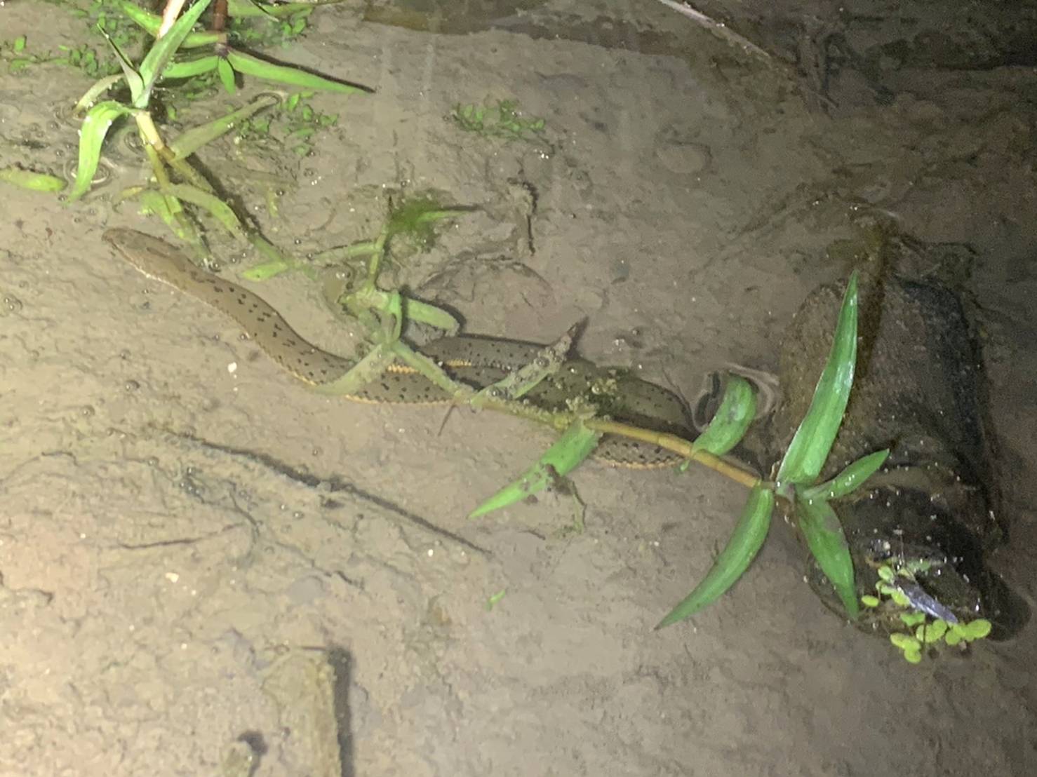 林業及自然保育署