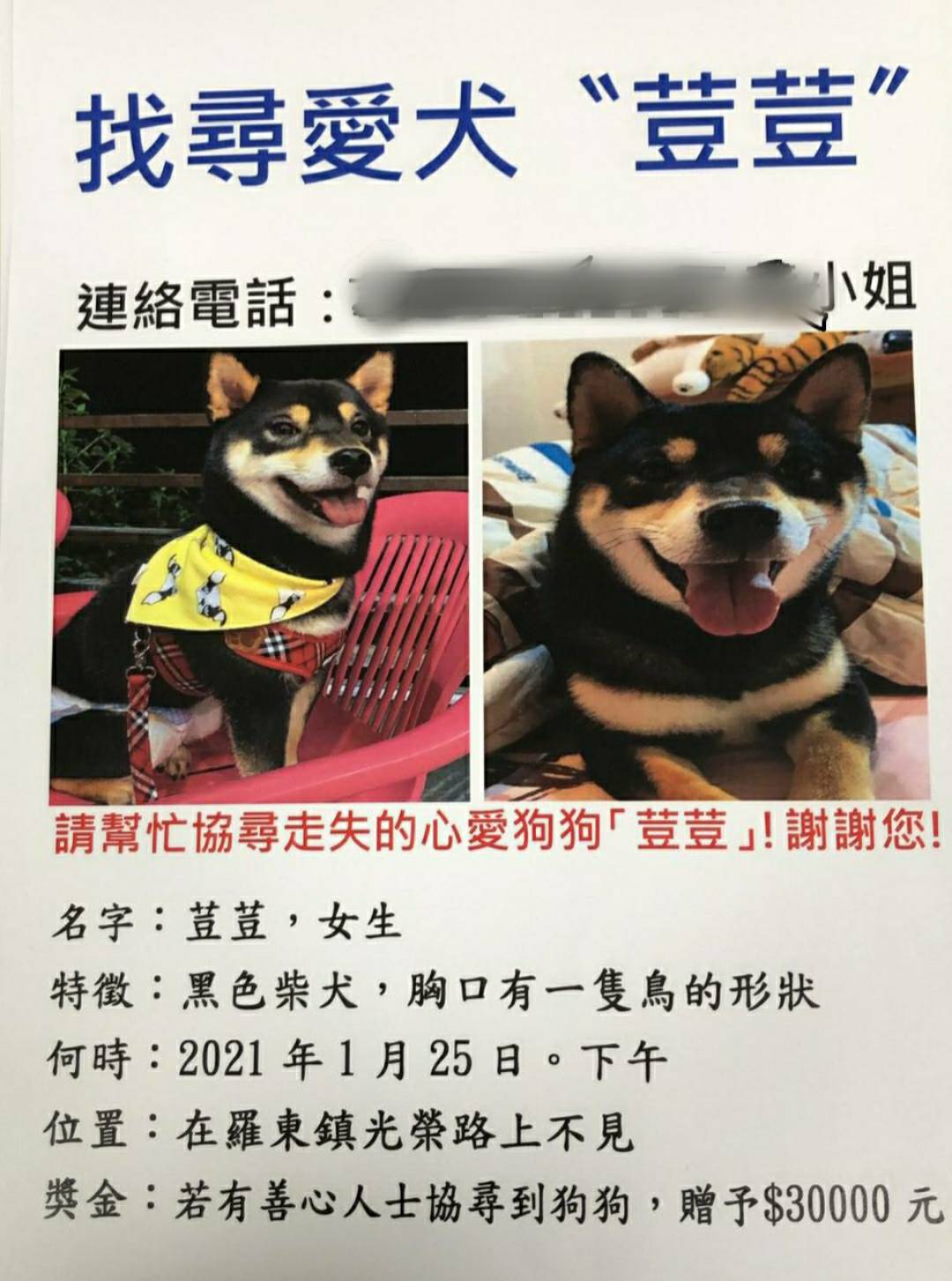 美眉急尋愛犬