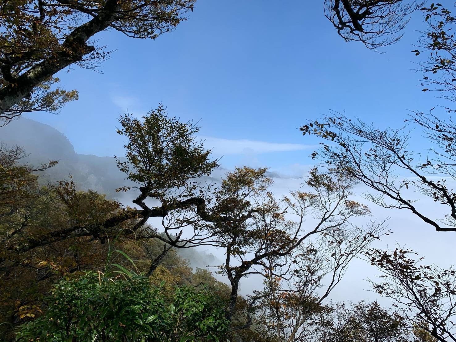 太平山國家森林遊樂區