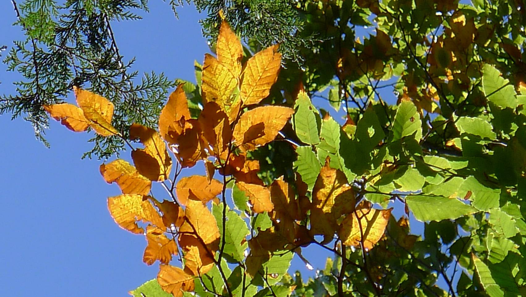 太平山國家森林遊樂區