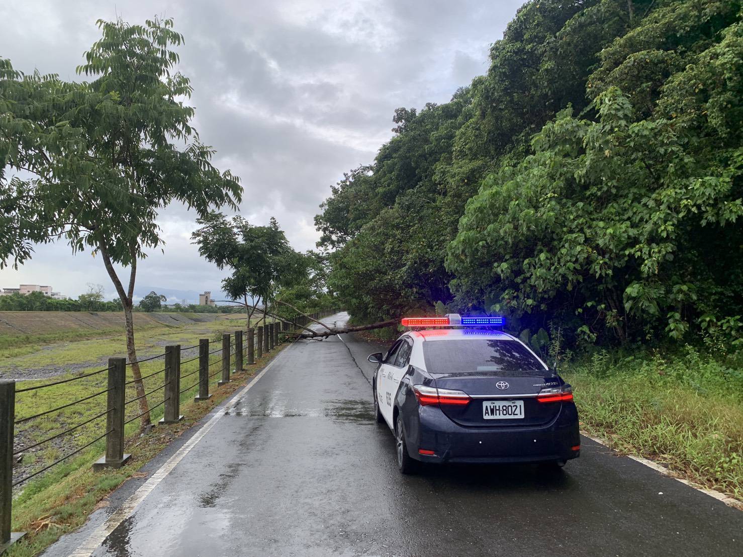 烟花帶來豪雨路樹應聲倒下