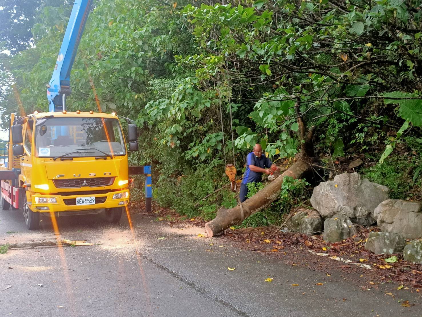 豪雨路樹應聲倒下