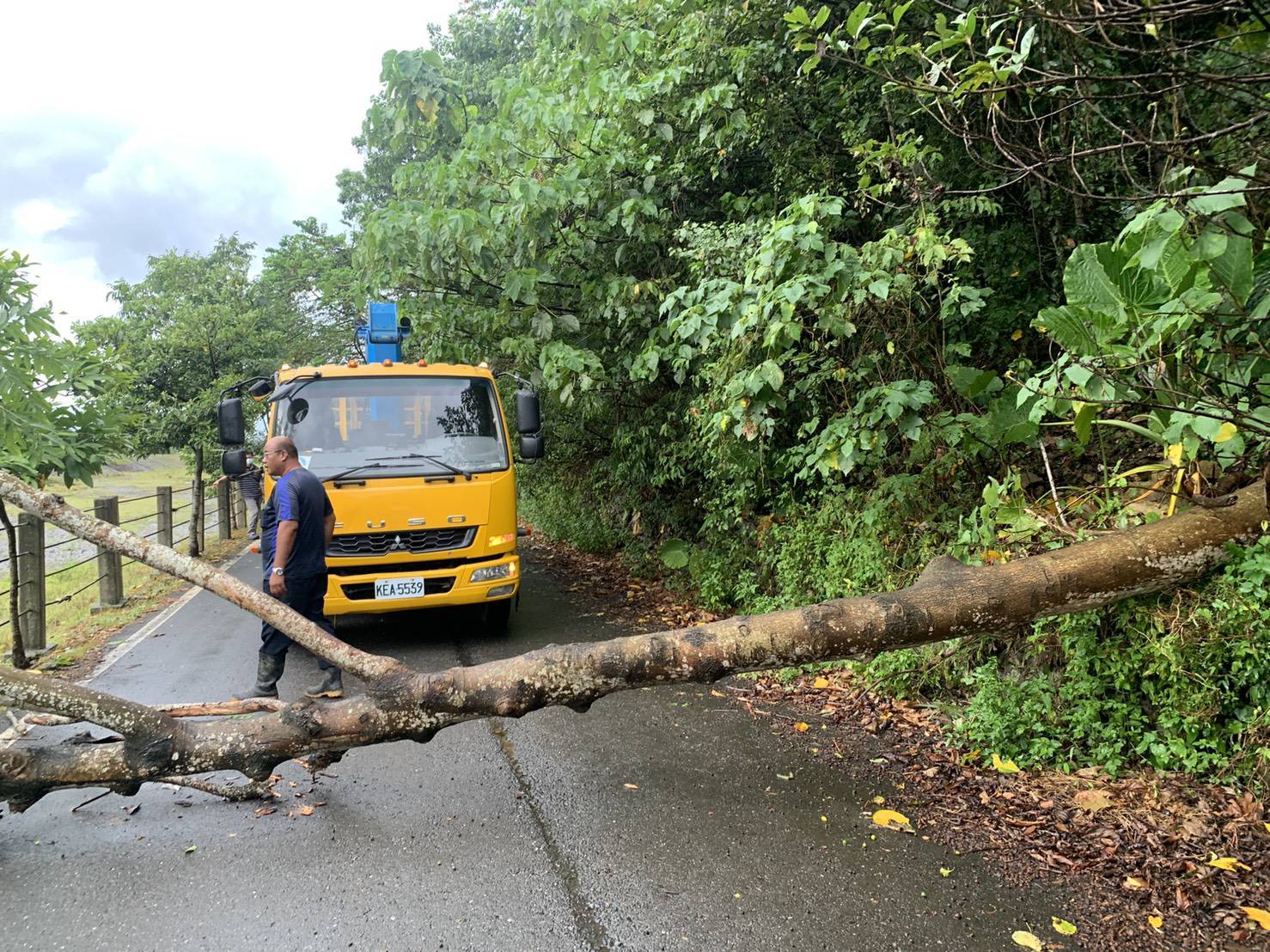 豪雨路樹應聲倒下