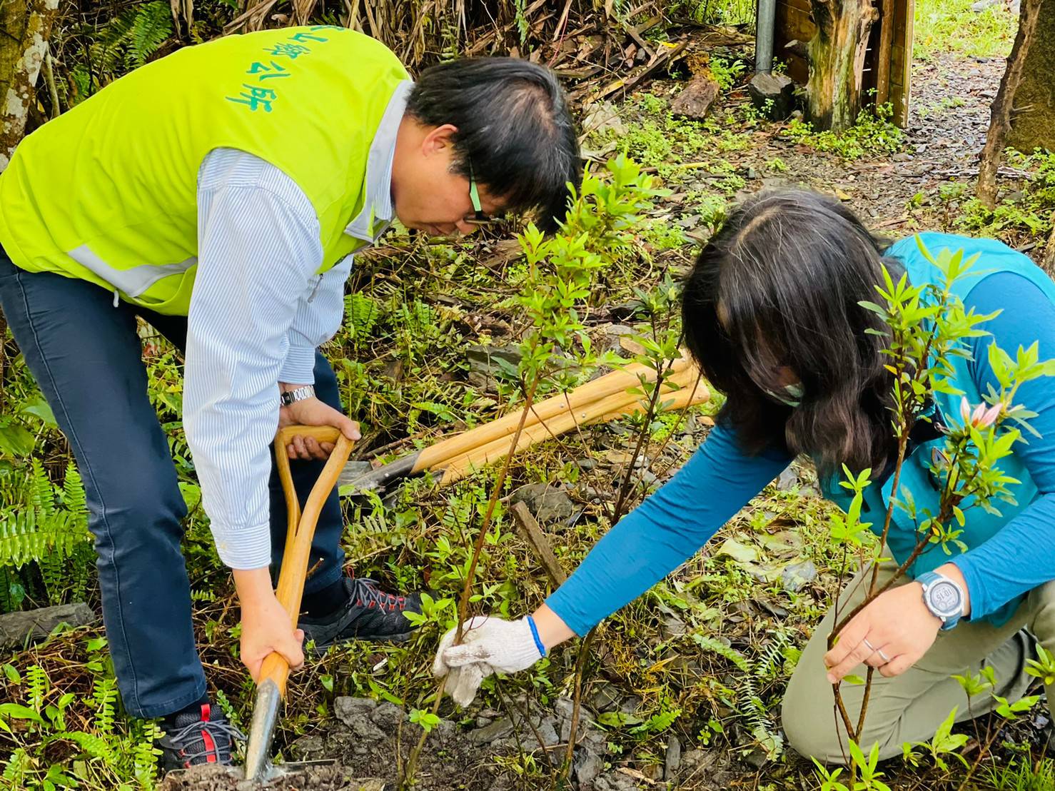 冬山鄉長率員工遍植櫻花