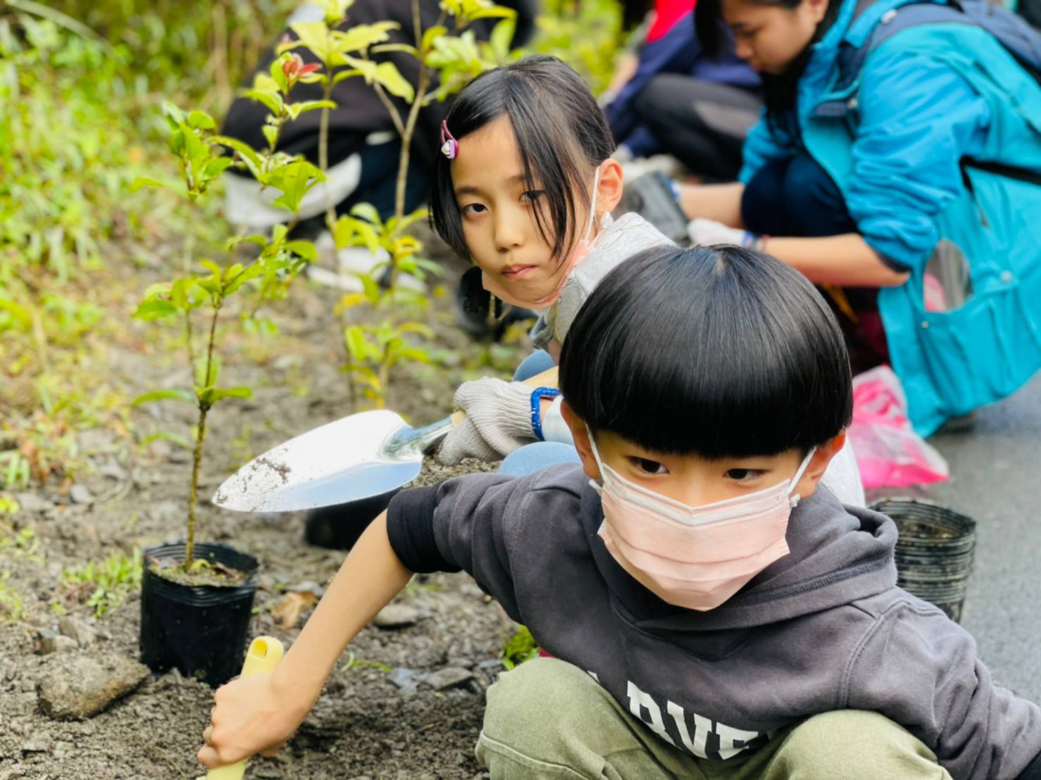 冬山鄉長率員工遍植櫻花