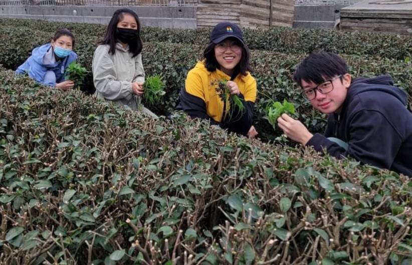 宜大學生體驗一天青山茶農