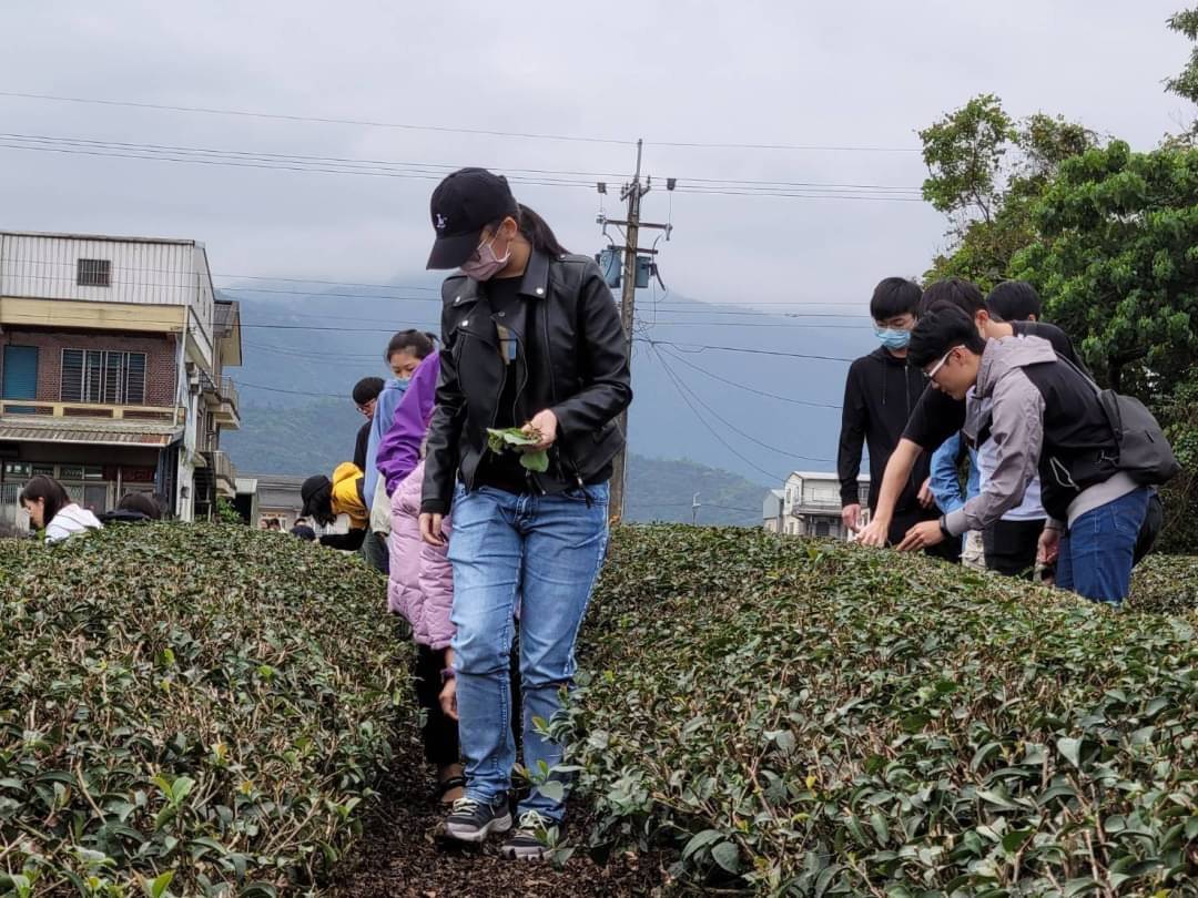 宜大學生體驗一天茶農