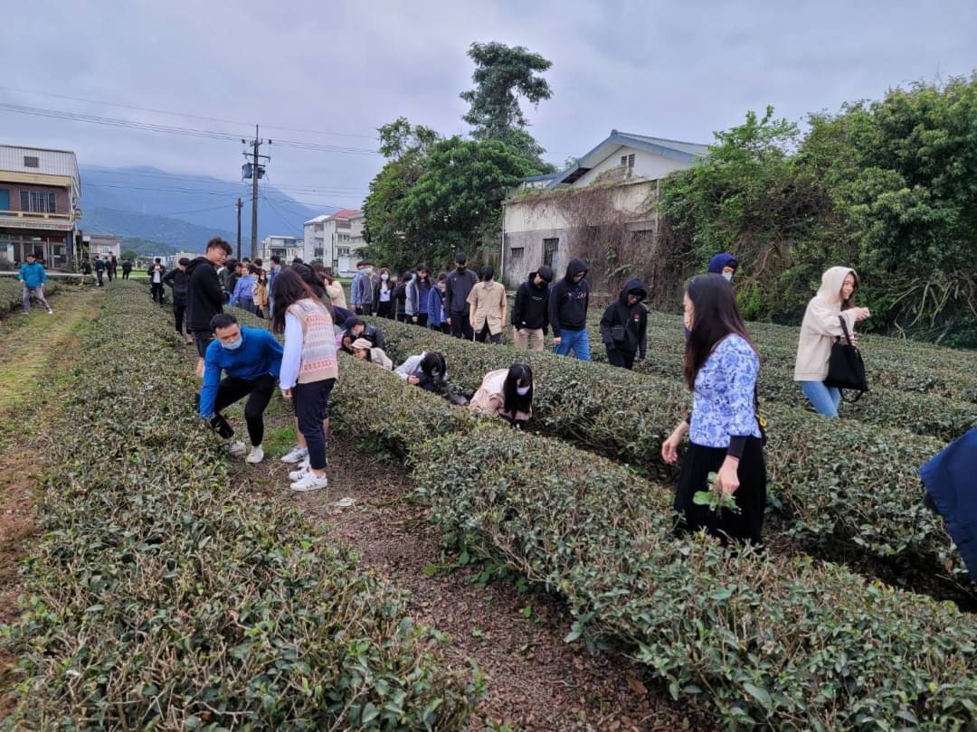 宜大學生體驗一天茶農