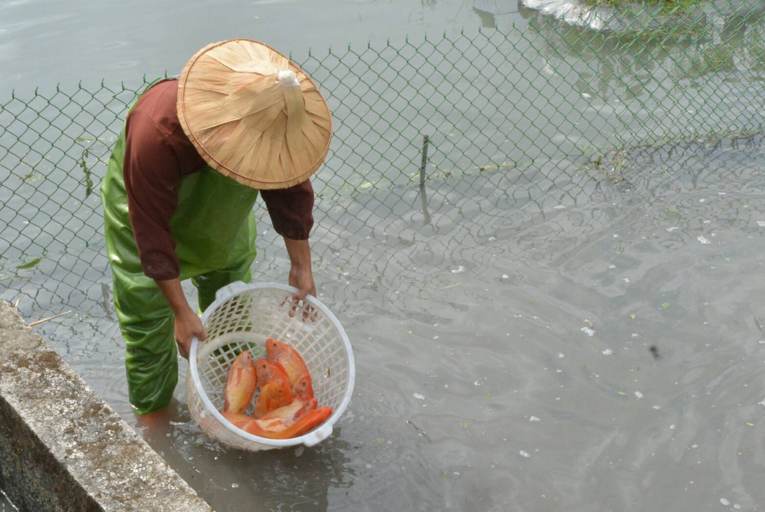 聽過「魚芋共生」? 花蓮農改良場與三星公所合辦食農體驗