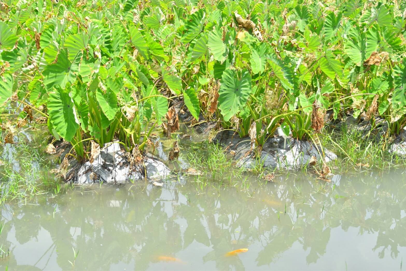 聽過「魚芋共生」? 花蓮農改良場與三星公所合辦食農體驗