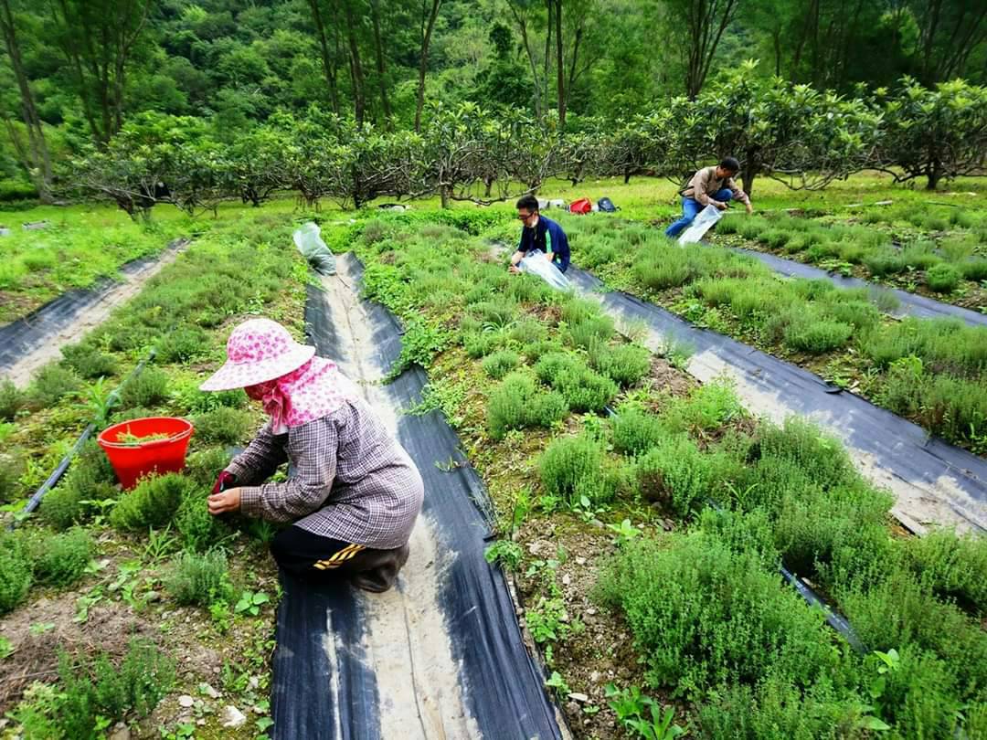 澳花香草野蜂授粉示範社區啟用 副縣長林建榮促銷農產品