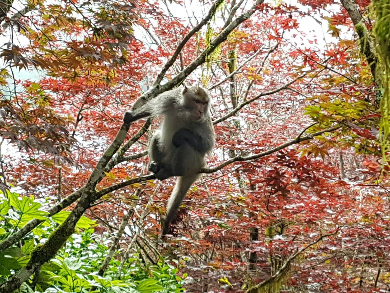 報復性出遊?獼猴頻出現太平山區 林務局呼籲遊客勿餵食