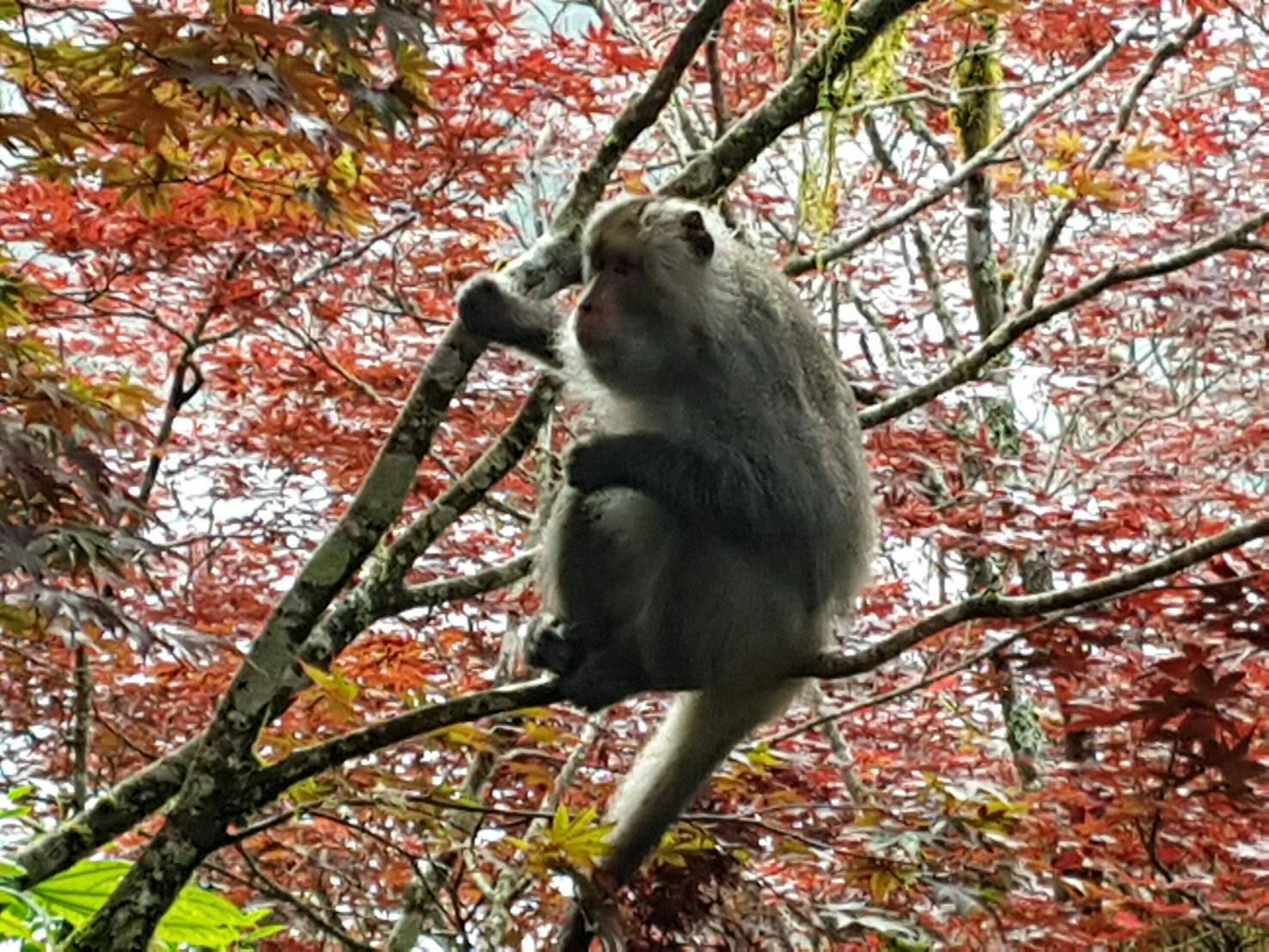 報復性出遊?獼猴頻出現太平山區 林務局呼籲遊客勿餵食