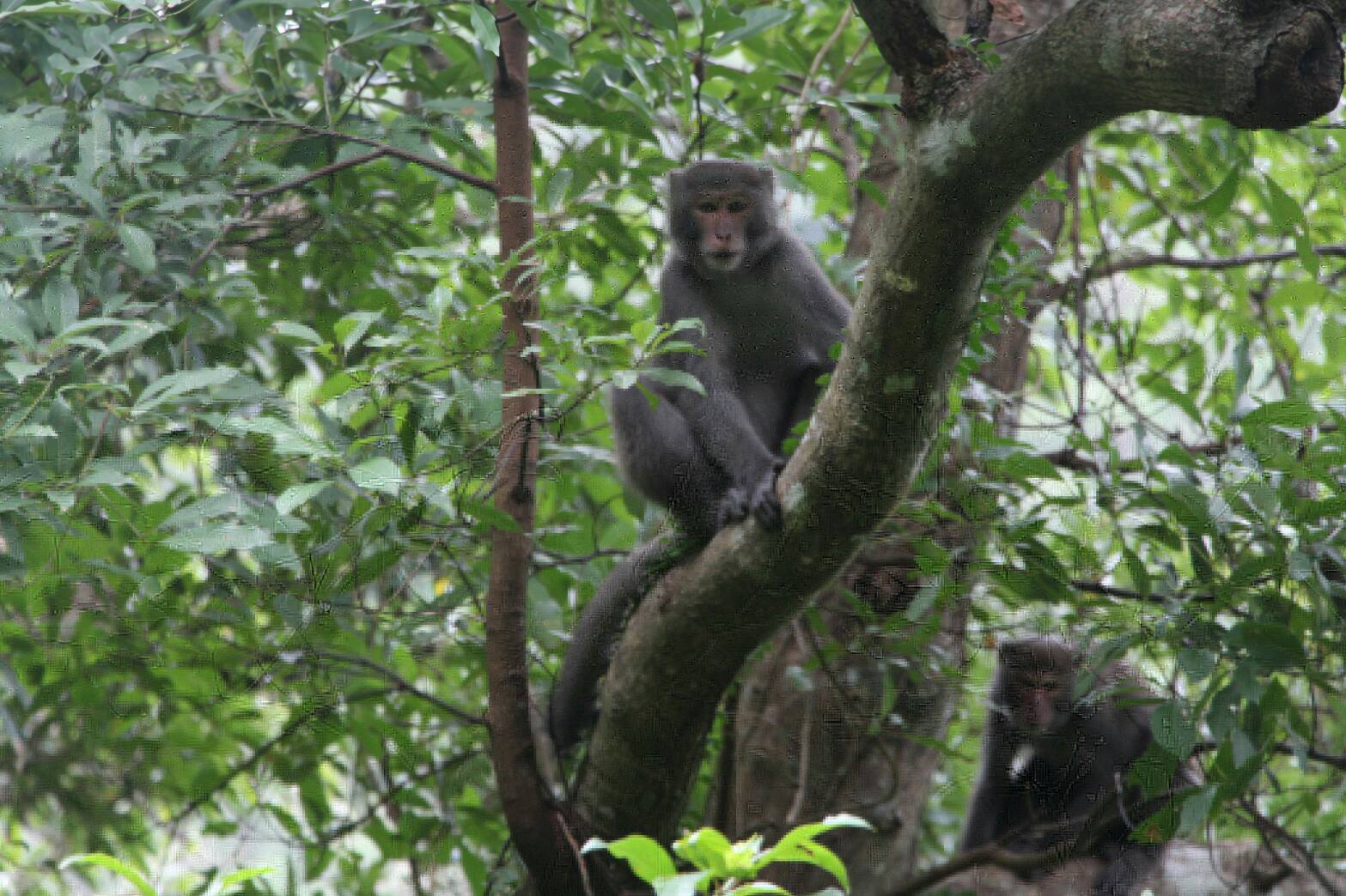 報復性出遊?獼猴頻出現太平山區 林務局呼籲遊客勿餵食