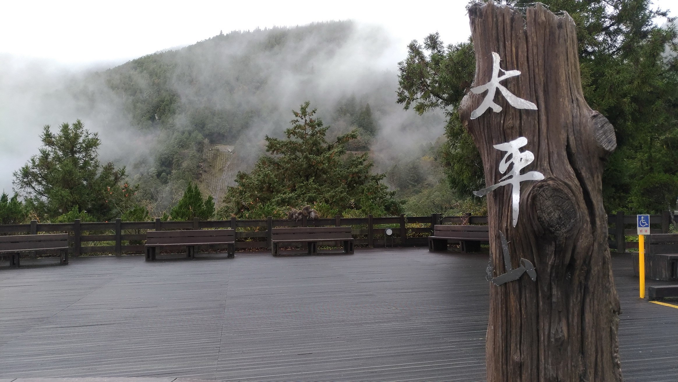 報復性出遊?獼猴頻出現太平山區 林務局呼籲遊客勿餵食