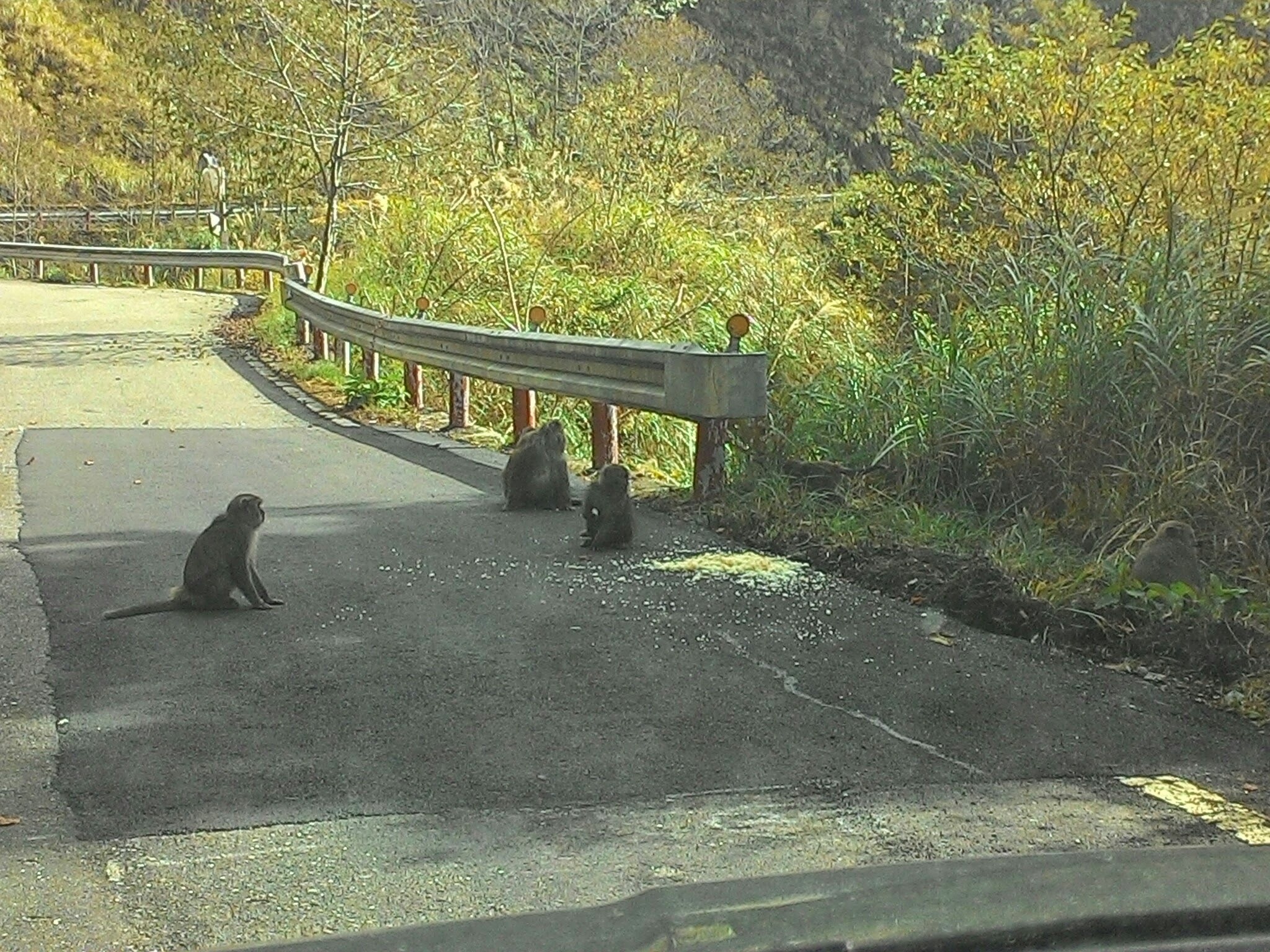 報復性出遊?獼猴頻出現太平山區 林務局呼籲遊客勿餵食