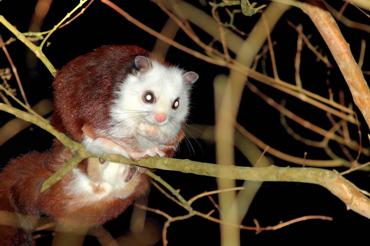 太平山國家森林遊樂區
