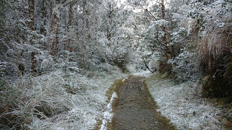 太平山氣溫已回昇，但是樹枝上仍掛滿殘雪