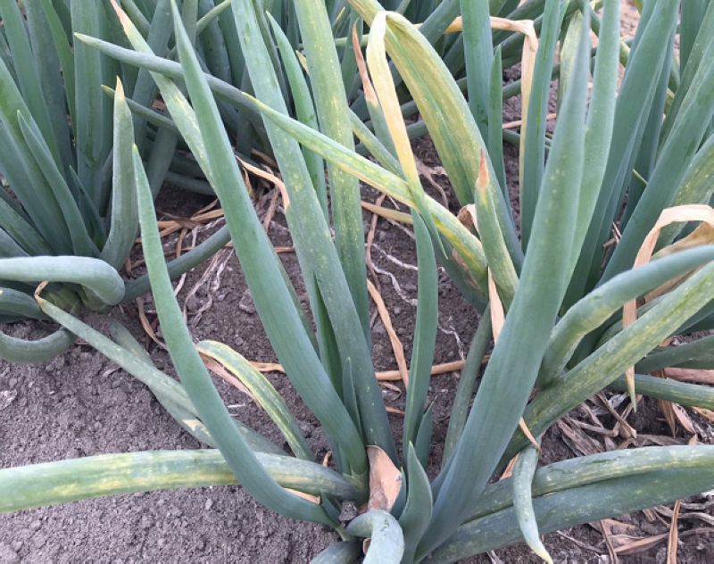 受到雨水多青蔥已感染疫病發黃