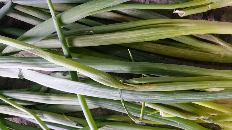 青蔥中段已爛掉