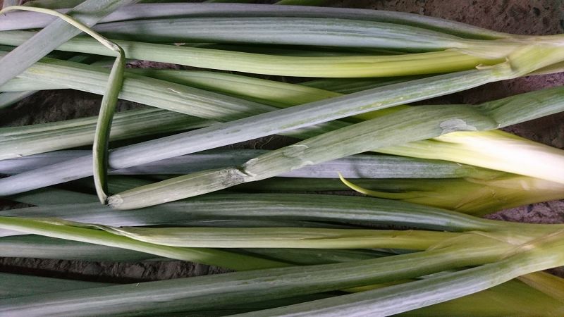 雨水多青蔥容易感染疫病，農改場呼籲農民防範