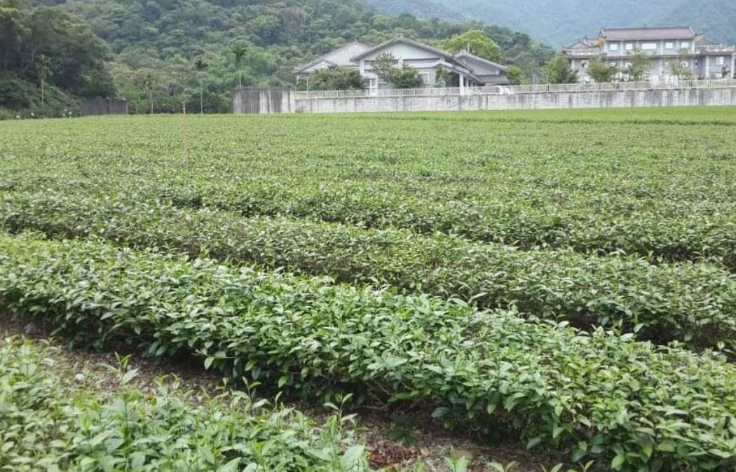 冬山茶農黃秋雄