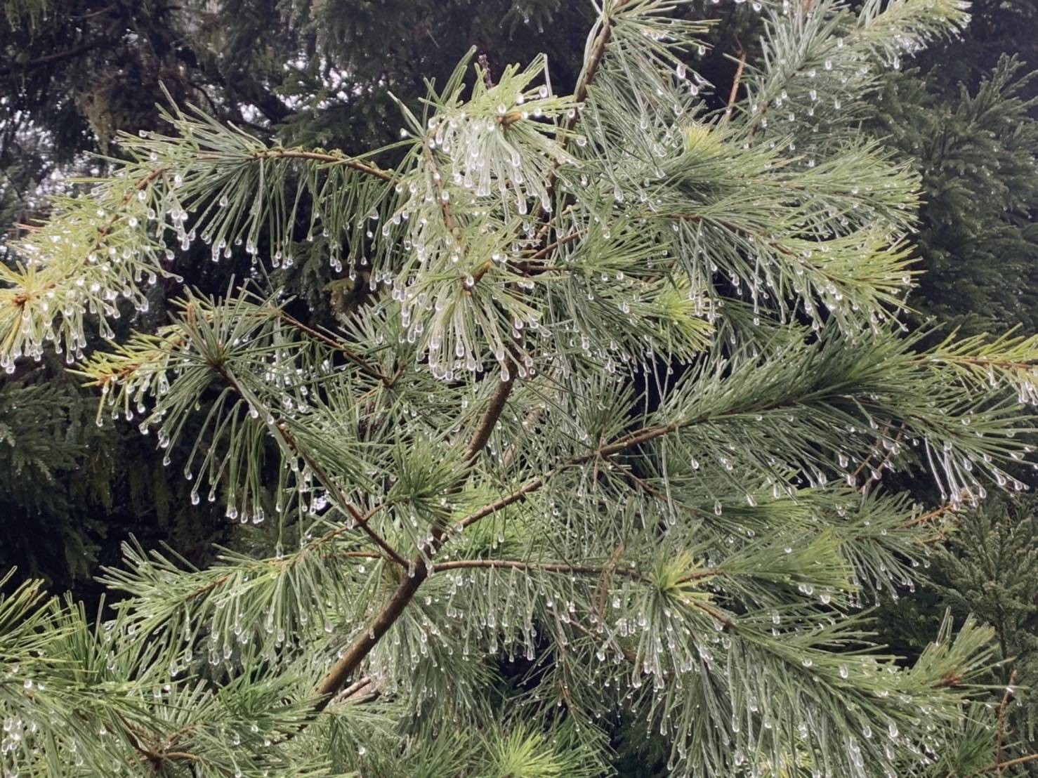 太平山國家森林遊樂區