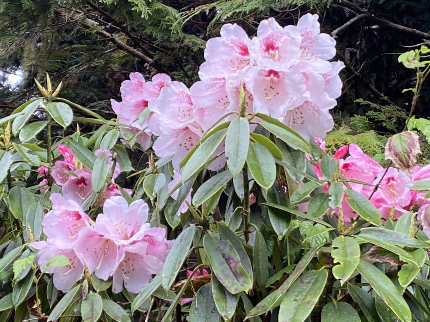 太平山國家森林遊樂區
