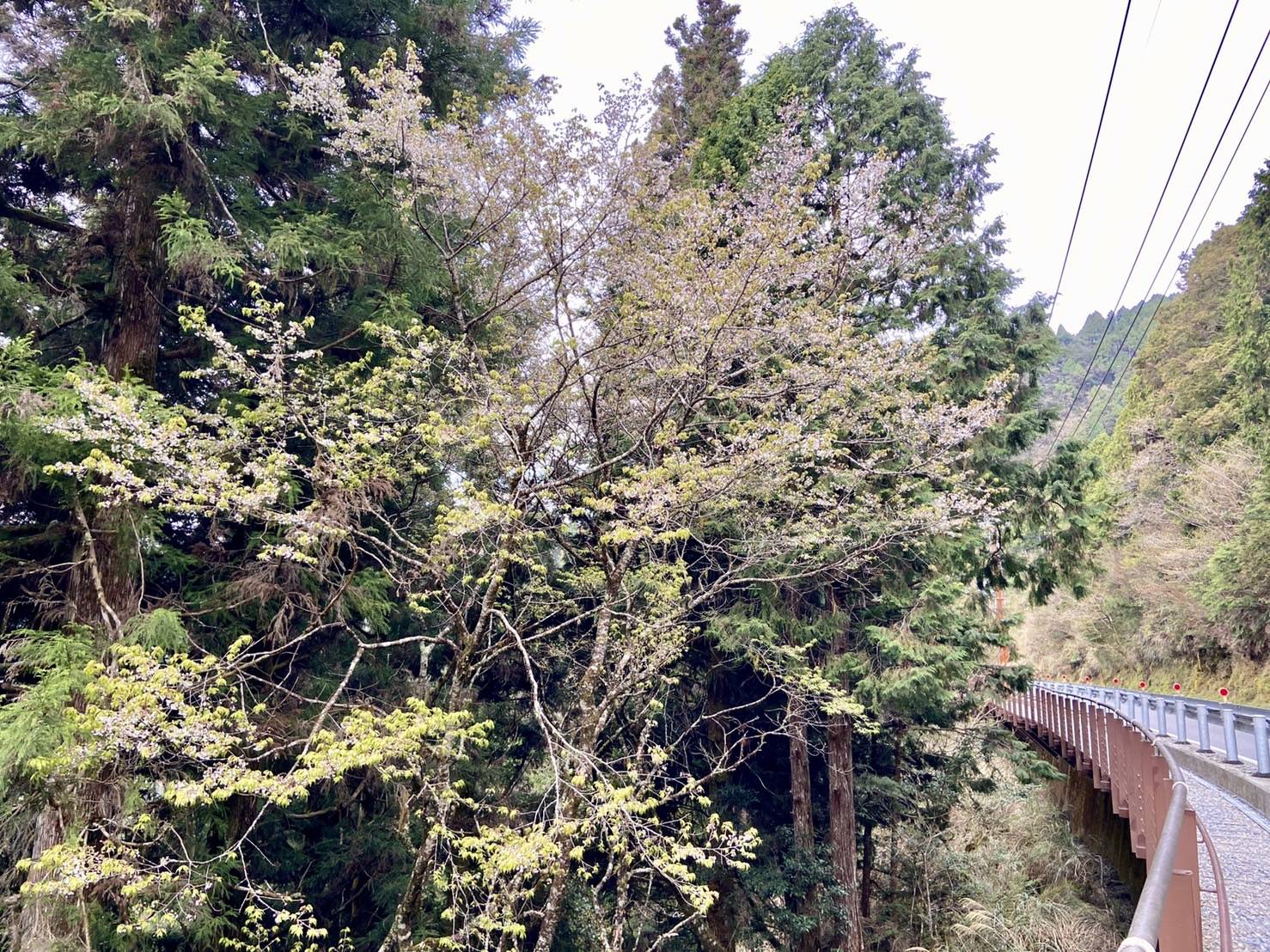 太平山國家森林遊樂區