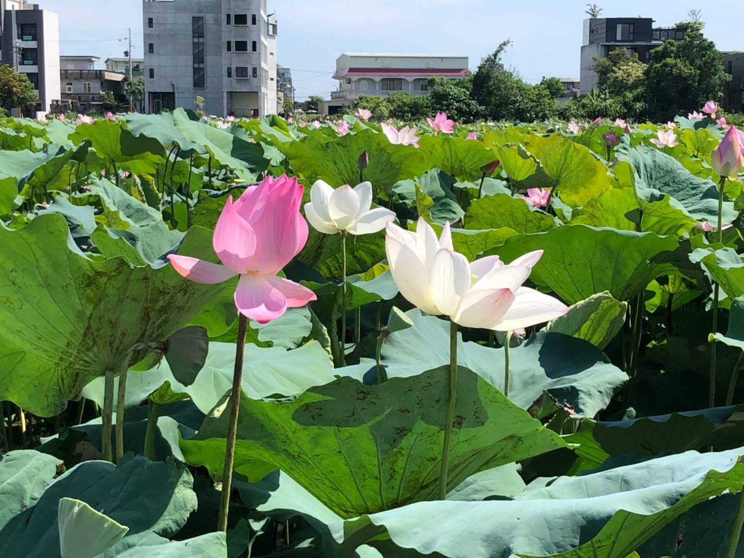 冬山荷花蓮子盛產