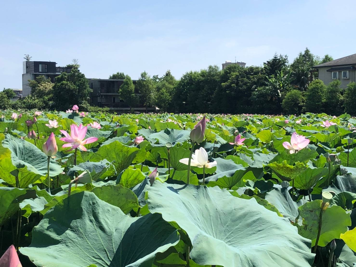 冬山荷花蓮子盛產