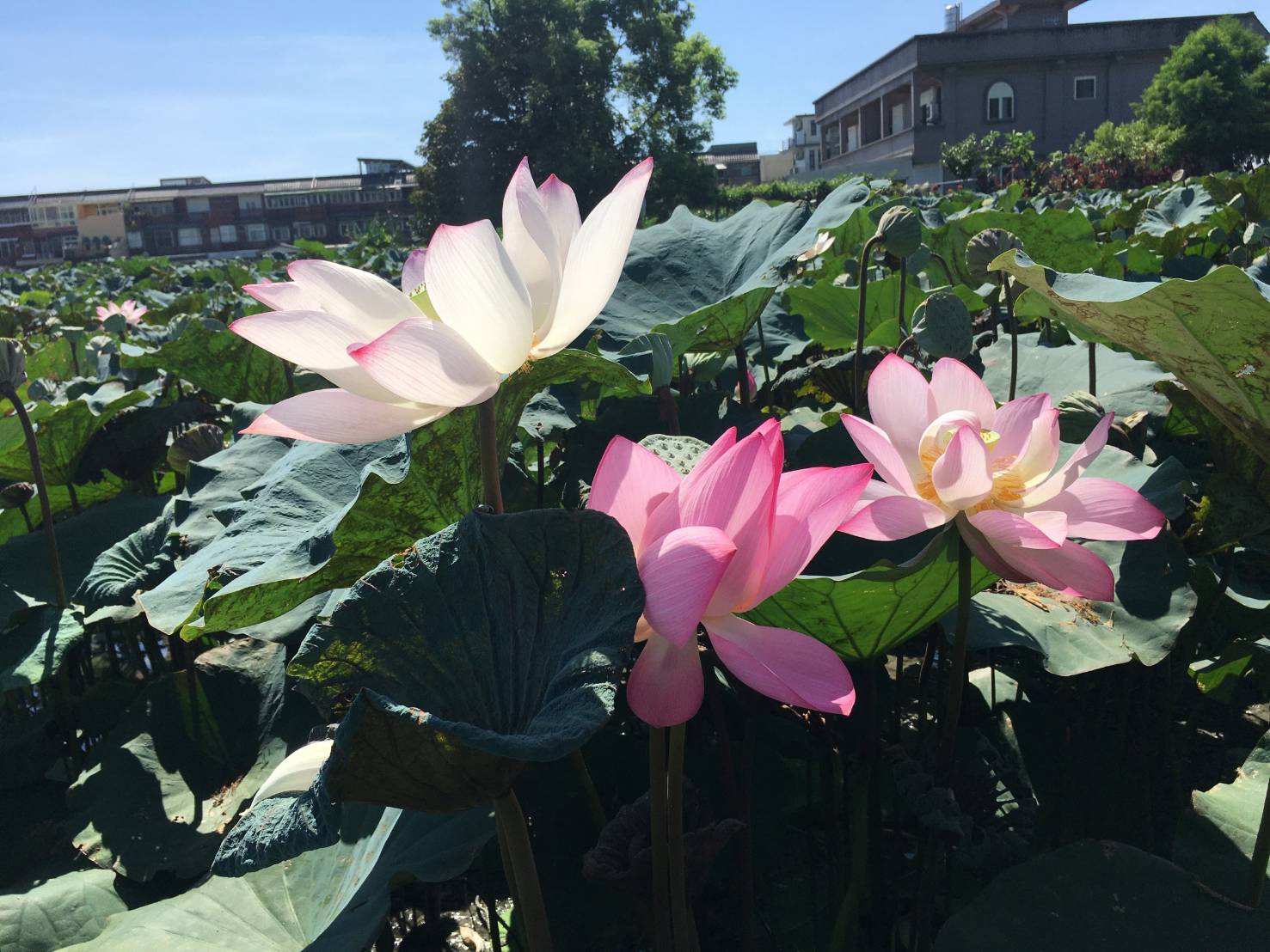 冬山荷花蓮子盛產