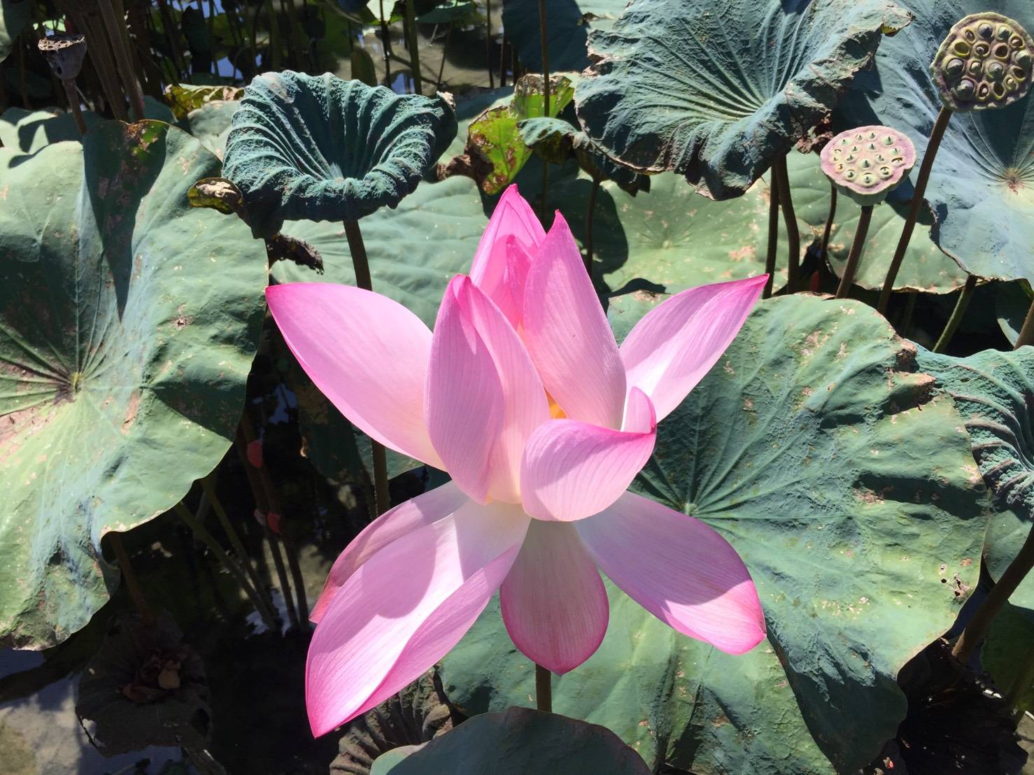 冬山荷花蓮子盛產