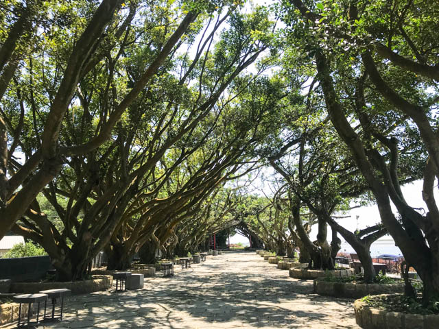 東港榕樹公園