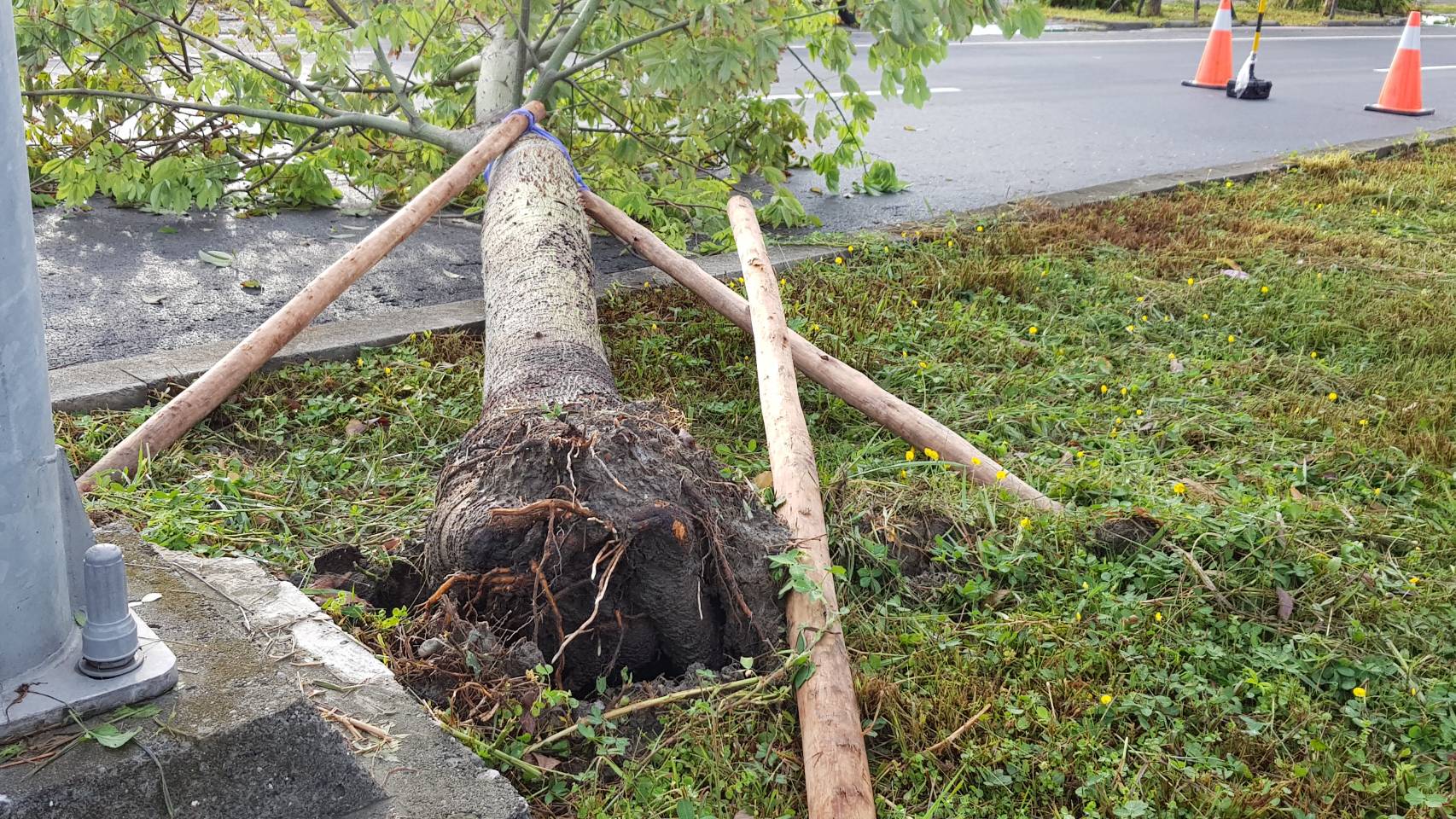 被吹倒的路樹，根部甚淺。
