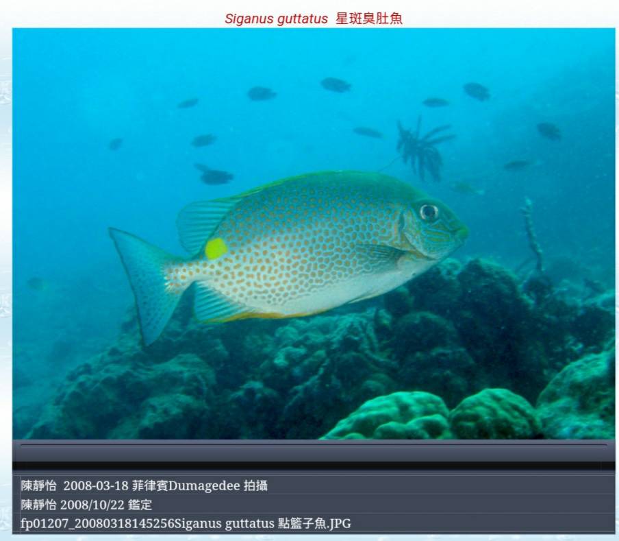 釣客遭毒魚刺傷